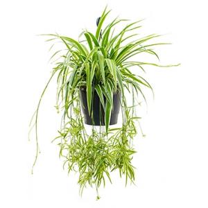 Chlorophytum ocean hangplant