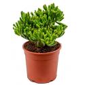 Crassula hobbit S kamerplant