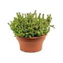 Crassula hottentot M hangplant