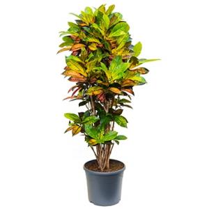 Croton iceton L kamerplant