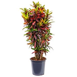 Croton real batic kamerplant