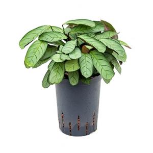 Calathea Ctenanthe burle maxi amagris S hydrocultuur plant