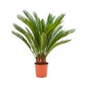 Cycas Palm revoluta stam XS kamerplant