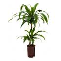 Dracaena arturo XS hydrocultuur plant