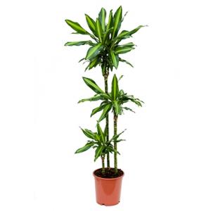 Dracaena cintho S kamerplant