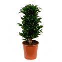 Dracaena compacta L kamerplant