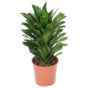 Dracaena compacta S kamerplant