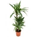 Dracaena deremensis S kamerplant