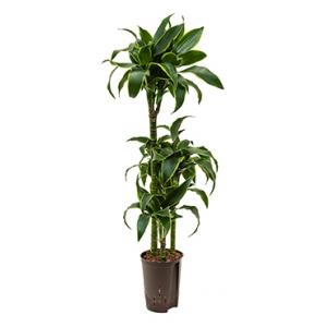 Dracaena dorado guatin hydrocultuur plant