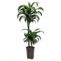 Dracaena dorado arica hydrocultuur plant