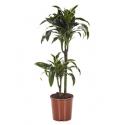 Dracaena dorado XS kamerplant