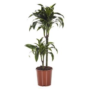 Dracaena dorado XS kamerplant