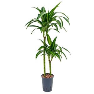 Dracaena hawaiian sunshine duo M hydrocultuur plant