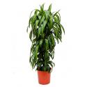 Dracaena hawaiian sunshine L kamerplant