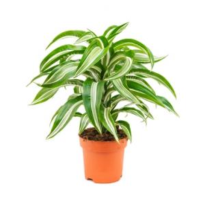 Dracaena jade jewel khaeyut guzeeth kamerplant