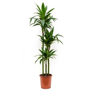 Dracaena janet craig S kamerplant