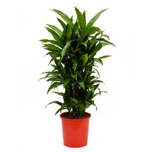 Dracaena janet craig multi vertakt kamerplant