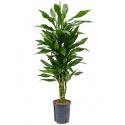 Dracaena janet lind paloma hydrocultuur plant