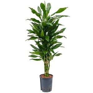 Dracaena janet lind paloma hydrocultuur plant