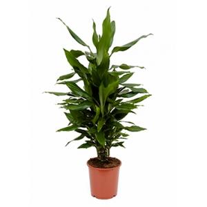 Dracaena janet lind S kamerplant