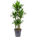 Dracaena janet lind XXXL kamerplant