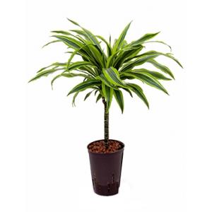 Dracaena lemon lime paita hydrocultuur plant