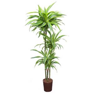 Dracaena lemon lime santoa hydrocultuur plant