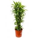 Dracaena lemon lime multi M kamerplant