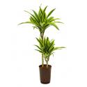 Dracaena lemon lime ate hydrocultuur plant