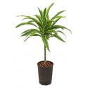 Dracaena lemon lime sullana hydrocultuur plant