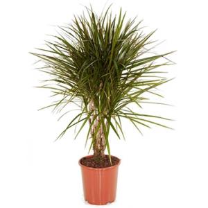 Dracaena marginata XS kamerplant