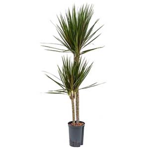 Dracaena marginata spider duo M hydrocultuur plant