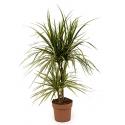 Dracaena marginata sunray S kamerplant