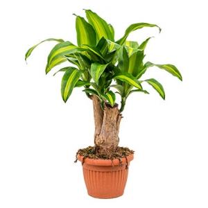 Dracaena massangeana M kamerplant