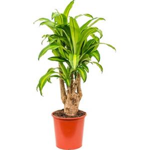 Dracaena massangeana XL kamerplant