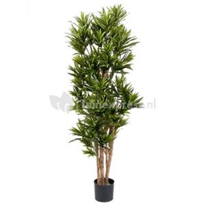 Kunstplant Dracaena reflexa