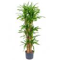 Dracaena riki vertakt L hydrocultuur plant