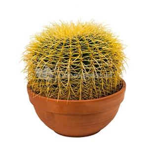 Echinocactus grusonii S kamerplant