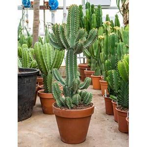 Euphorbia cactus cooperii M kamerplant