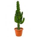 Euphorbia cactus erytrea S kamerplant