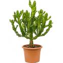 Euphorbia cactus mayuranathanii XL kamerplant