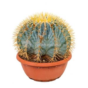 Ferocactus glaucescens M kamerplant