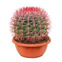 Ferocactus stainesii L kamerplant