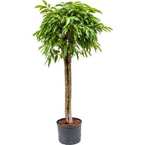 Ficus amstel king stam 3 hydrocultuur plant