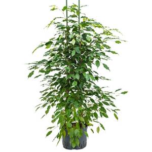 Ficus benjamina 2pp hydrocultuur plant