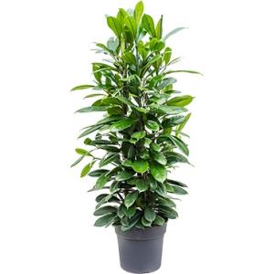 Ficus cyathistipula L kamerplant