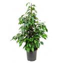 Ficus danielle S2 kamerplant