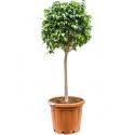 Ficus danielle L kamerplant