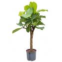 Ficus lyrata stam S hydrocultuur plant