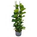 Ficus lyrata bambino 3pp M hydrocultuur plant